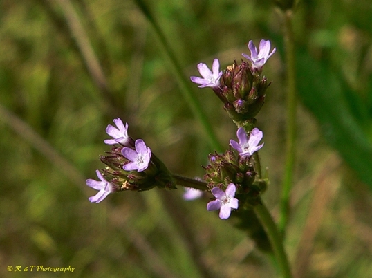{Verbena brasiliensis}